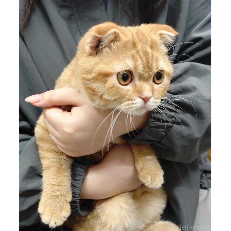 販売中の愛知県のスコティッシュフォールド-136522の18枚目