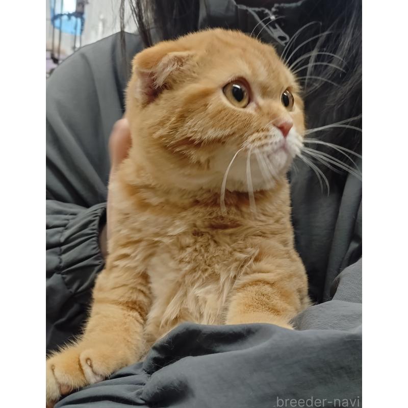 販売中の愛知県のスコティッシュフォールド-136522の16枚目