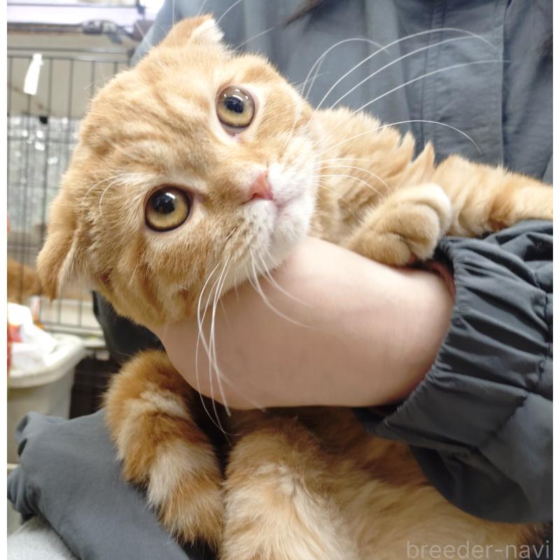 販売中の愛知県のスコティッシュフォールド-136522の15枚目