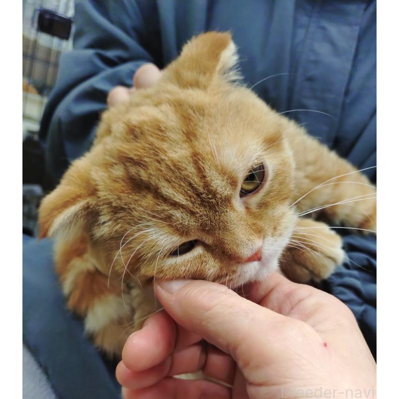 販売中の愛知県のスコティッシュフォールド-136522の14枚目