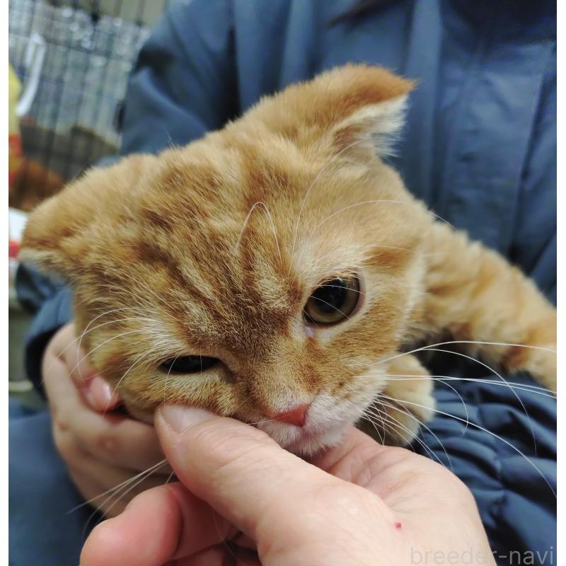 販売中の愛知県のスコティッシュフォールド-136522の13枚目