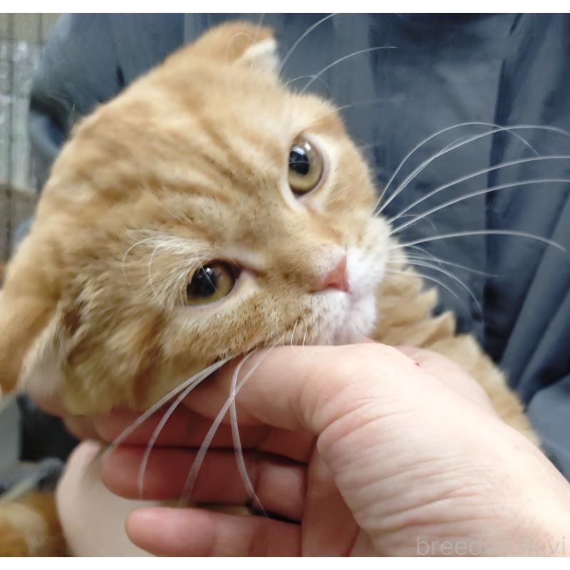 販売中の愛知県のスコティッシュフォールド-136522の12枚目