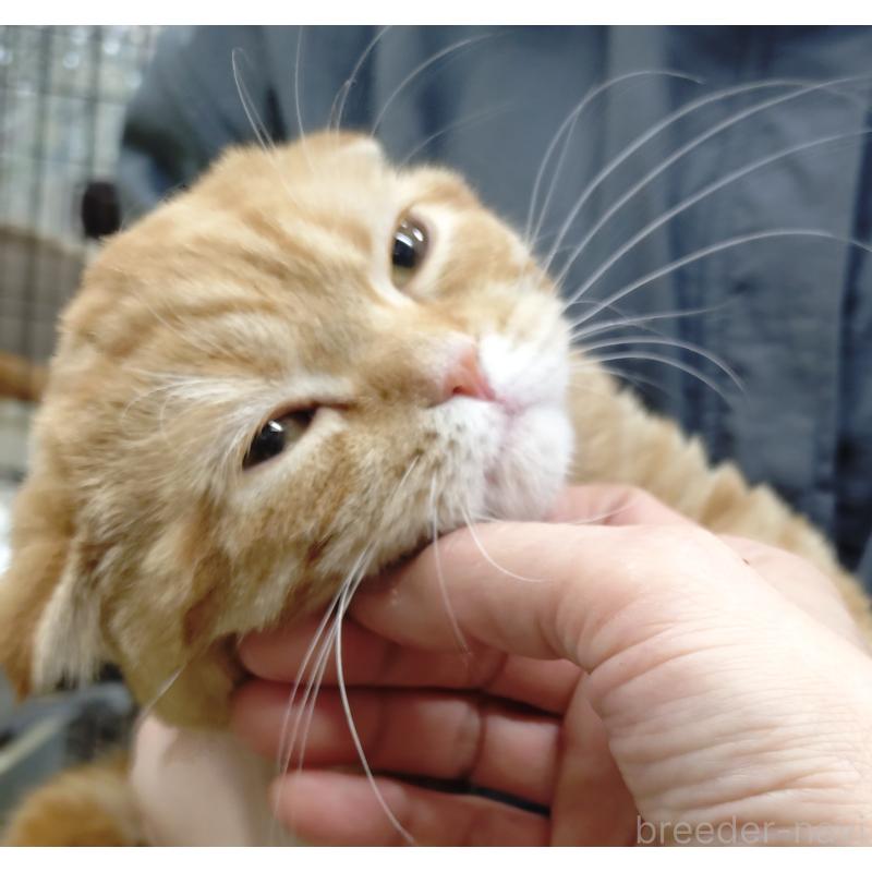 販売中の愛知県のスコティッシュフォールド-136522の11枚目