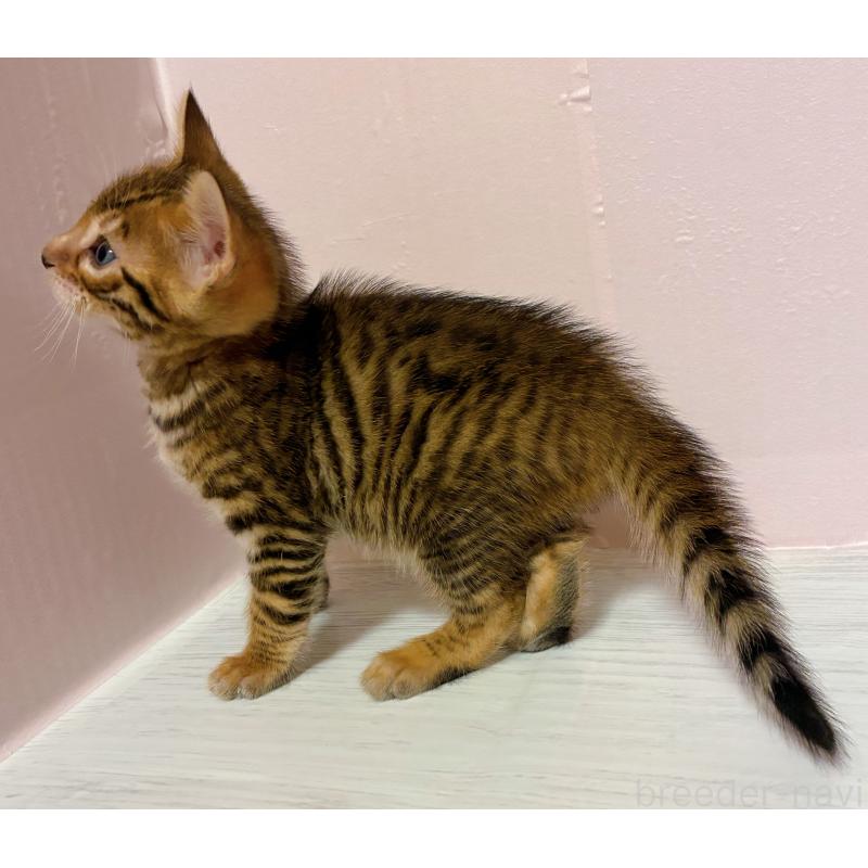 販売中の東京都のトイガー-136565の4枚目