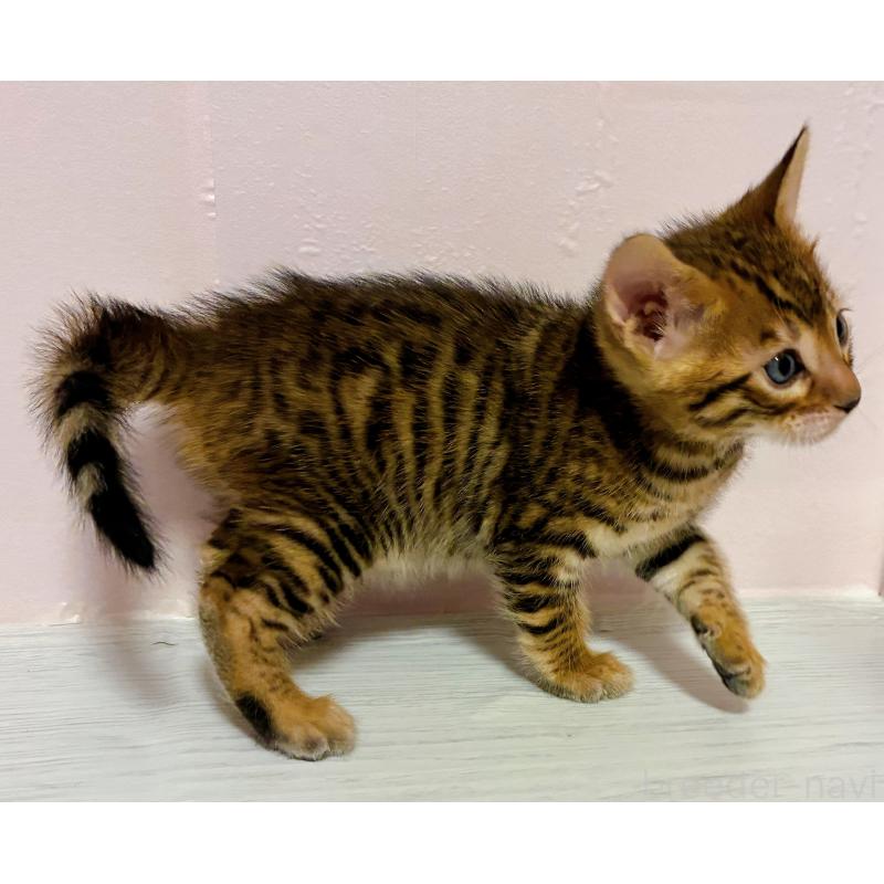 販売中の東京都のトイガー-136565の3枚目