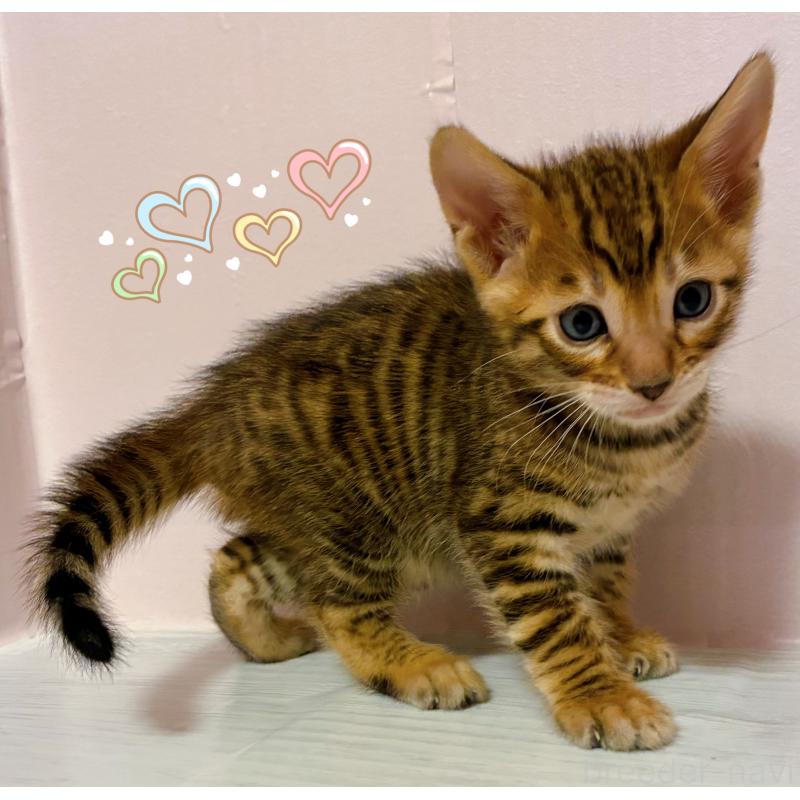 販売中の東京都のトイガー-136565の2枚目