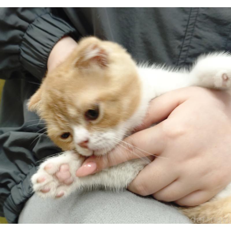 販売中の愛知県のスコティッシュフォールド-136567の10枚目