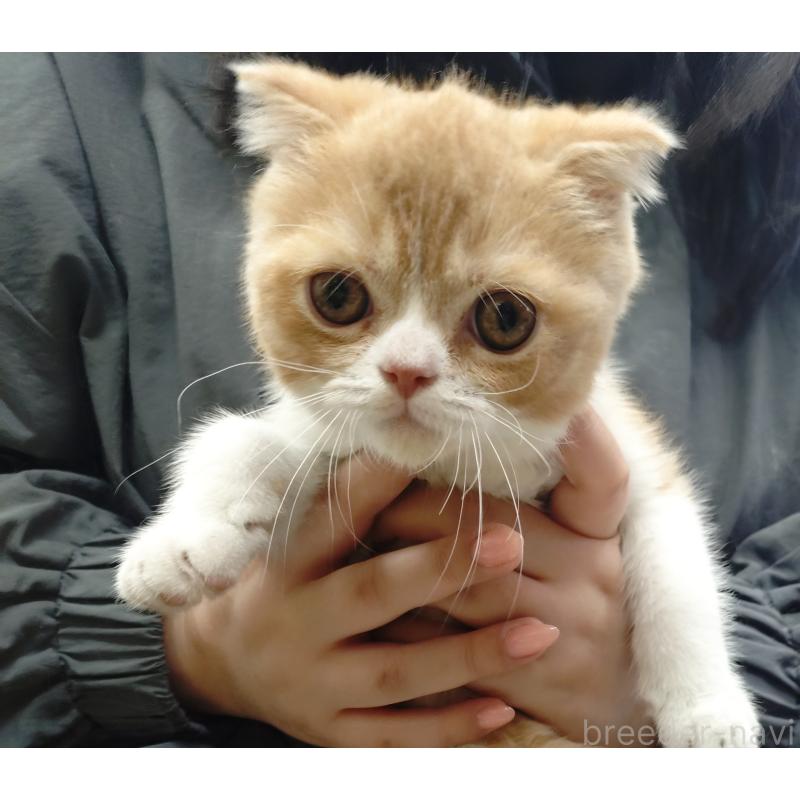 販売中の愛知県のスコティッシュフォールド-136567の9枚目