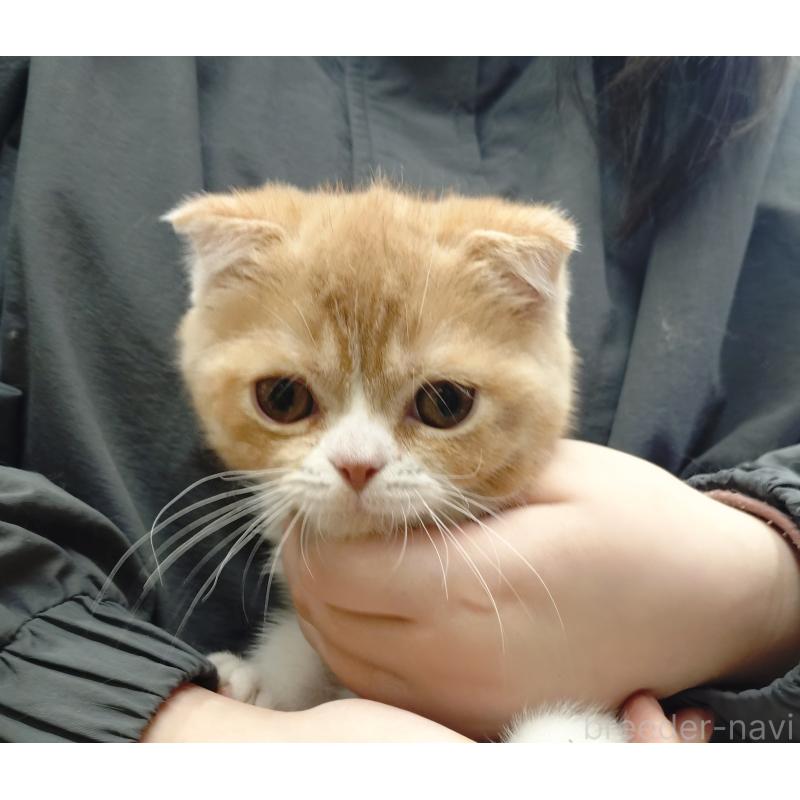 販売中の愛知県のスコティッシュフォールド-136567の8枚目