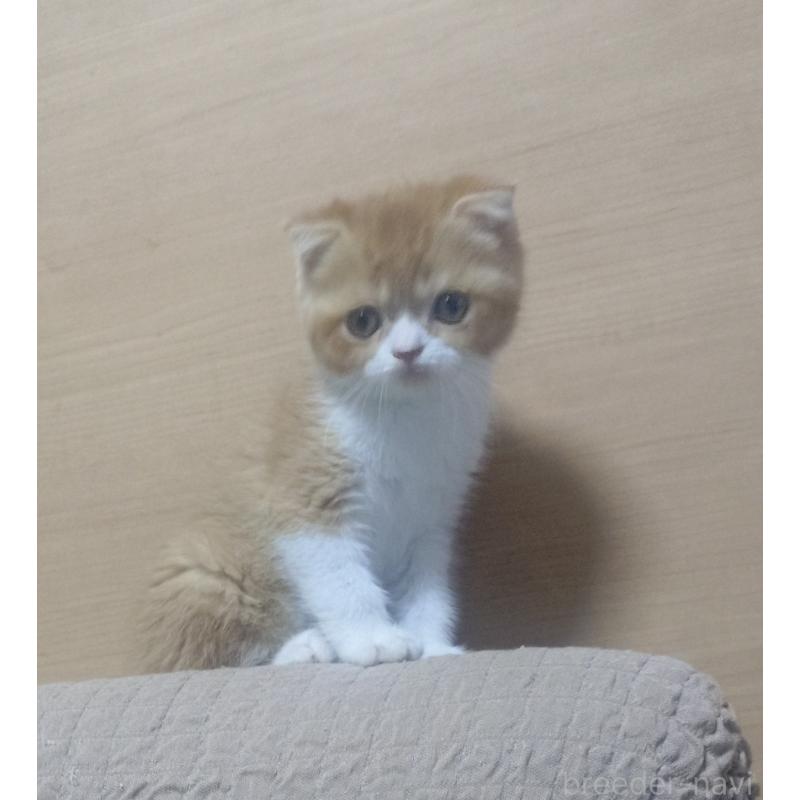 販売中の愛知県のスコティッシュフォールド-136567の7枚目