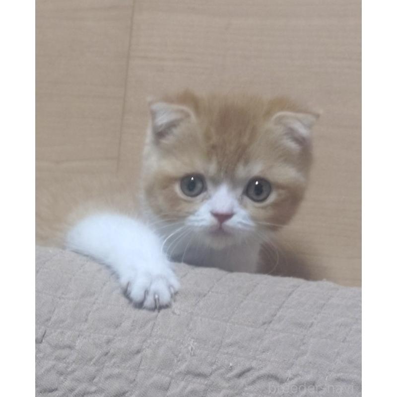 販売中の愛知県のスコティッシュフォールド-136567の6枚目