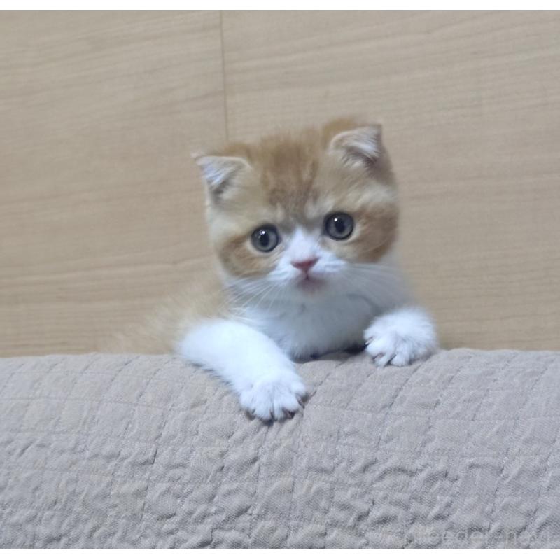 販売中の愛知県のスコティッシュフォールド-136567の5枚目