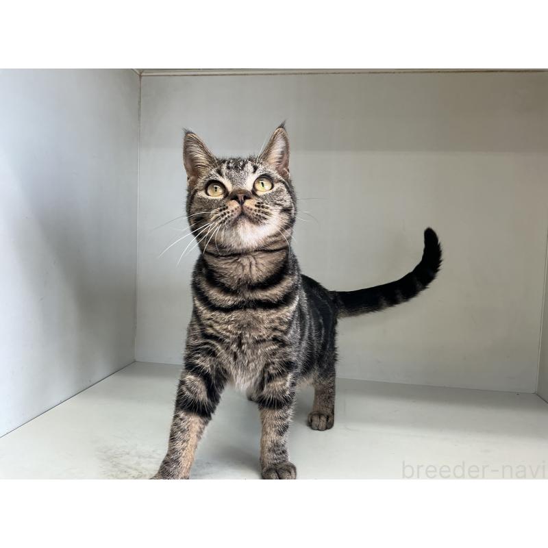 販売中の山形県のスコティッシュフォールド-127387の6枚目