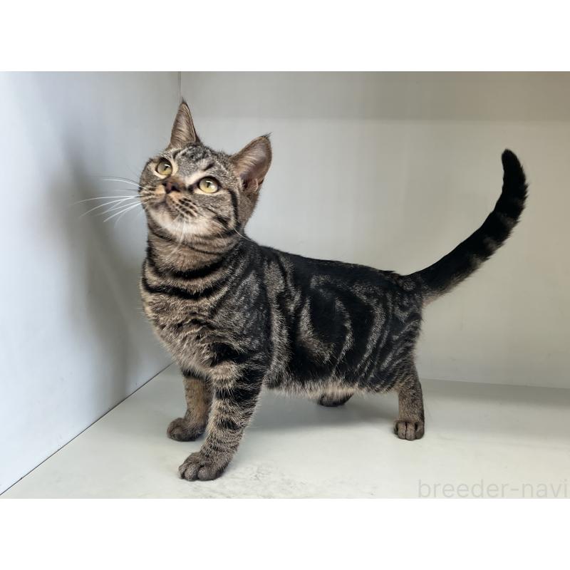 販売中の山形県のスコティッシュフォールド-127387の4枚目