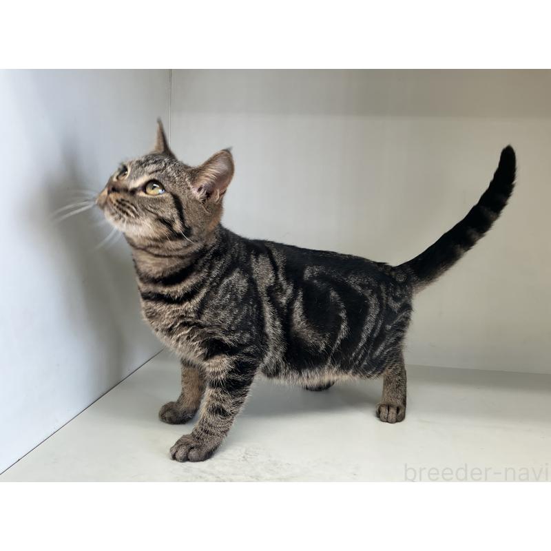 販売中の山形県のスコティッシュフォールド-127387の3枚目