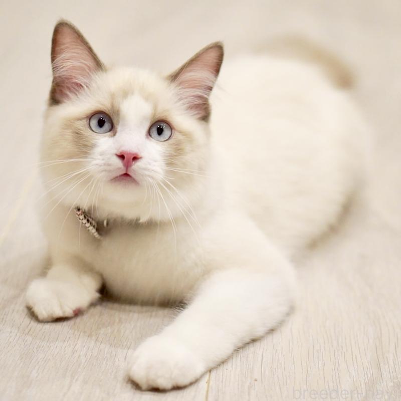 販売中の東京都のラグドール-129844