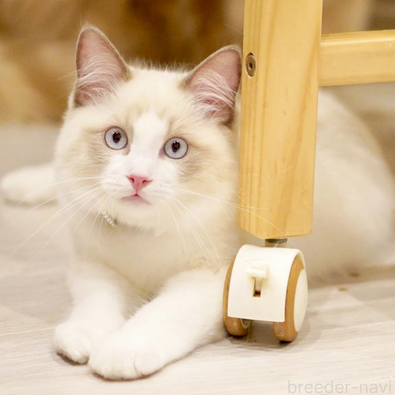 販売中の東京都のラグドール-129844の13枚目