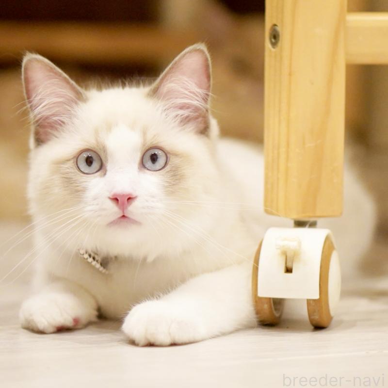 販売中の東京都のラグドール-129844の12枚目