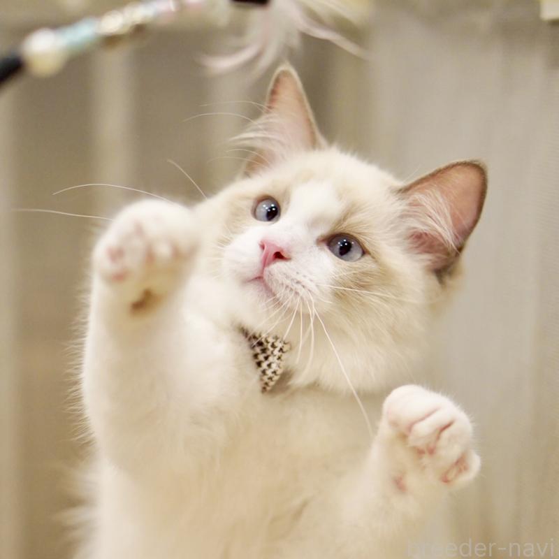 販売中の東京都のラグドール-129844の10枚目