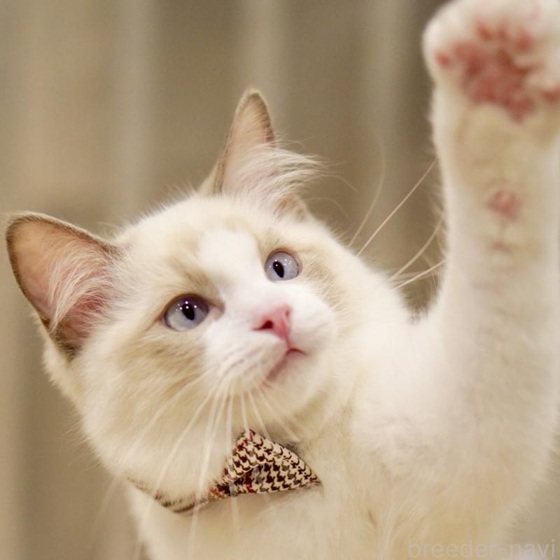 販売中の東京都のラグドール-129844の9枚目