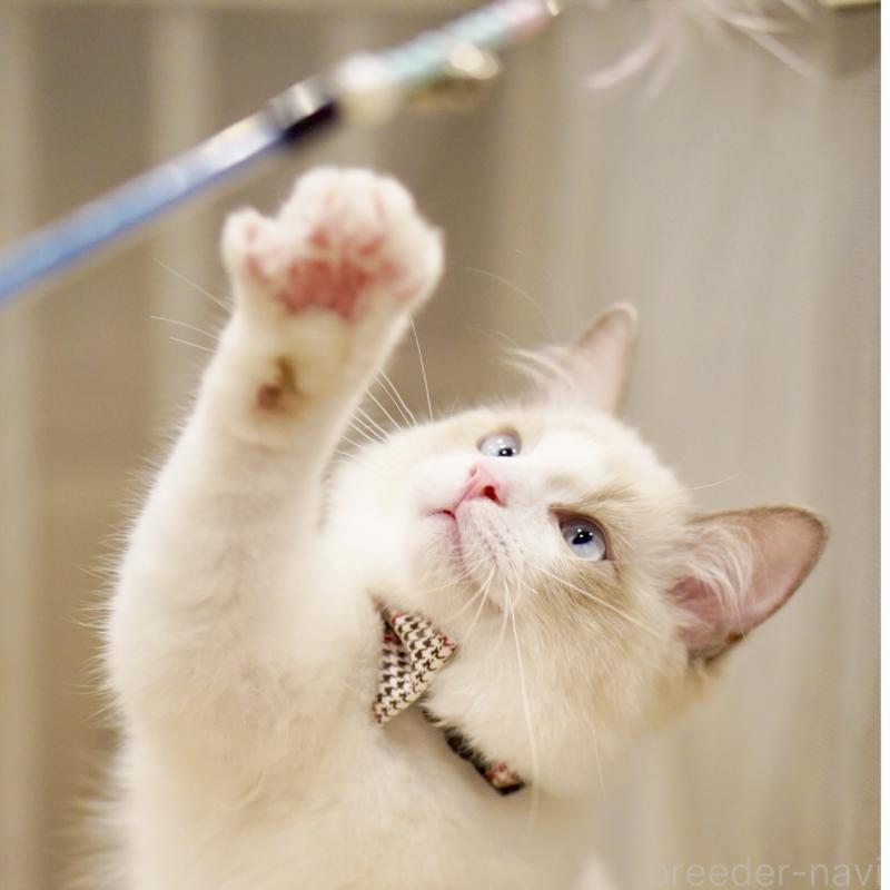 販売中の東京都のラグドール-129844の8枚目