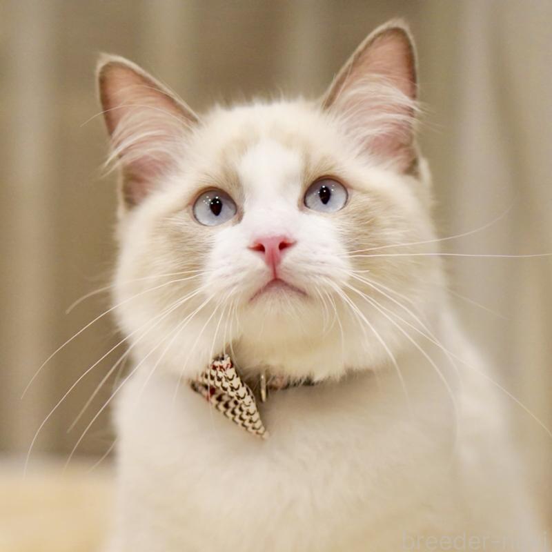 販売中の東京都のラグドール-129844の7枚目