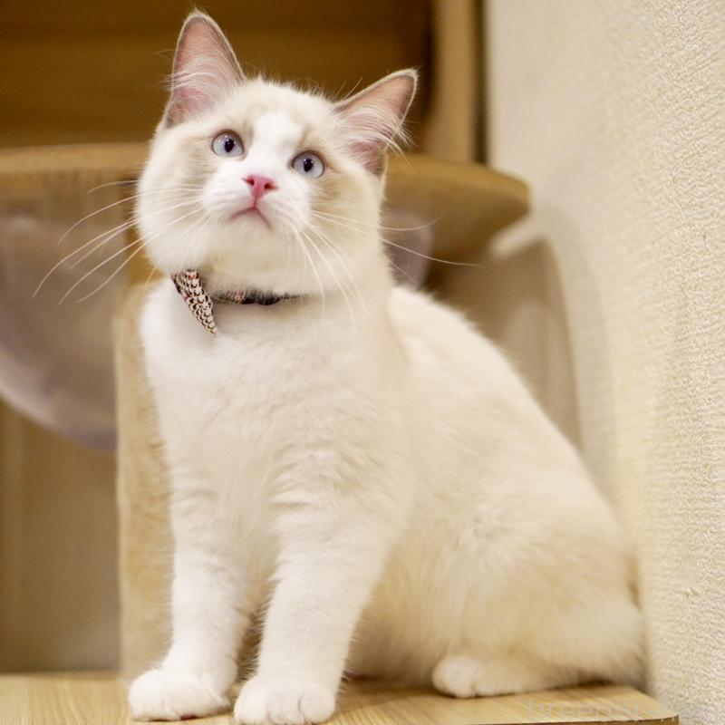 販売中の東京都のラグドール-129844の6枚目