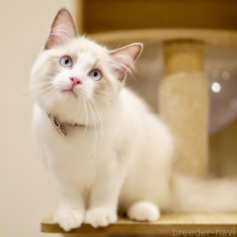 販売中の東京都のラグドール-129844の5枚目