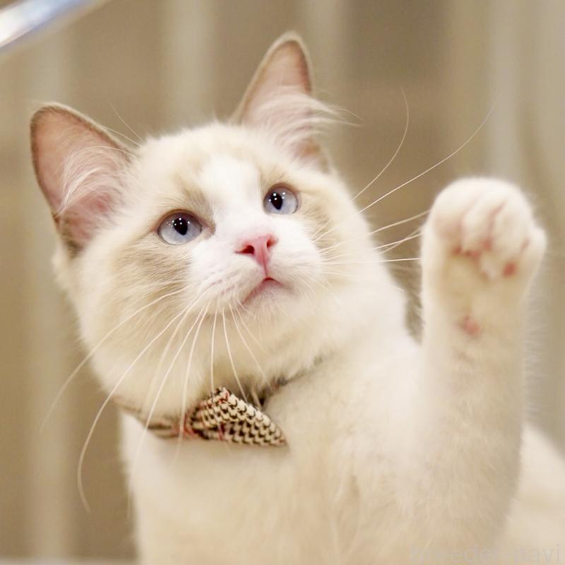 販売中の東京都のラグドール-129844の4枚目