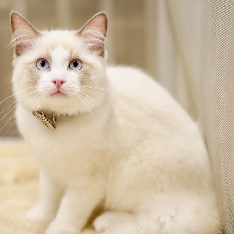 販売中の東京都のラグドール-129844の3枚目