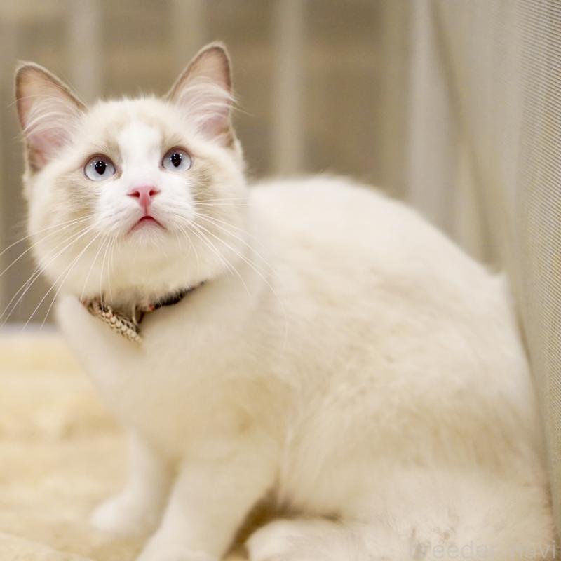 販売中の東京都のラグドール-129844の2枚目