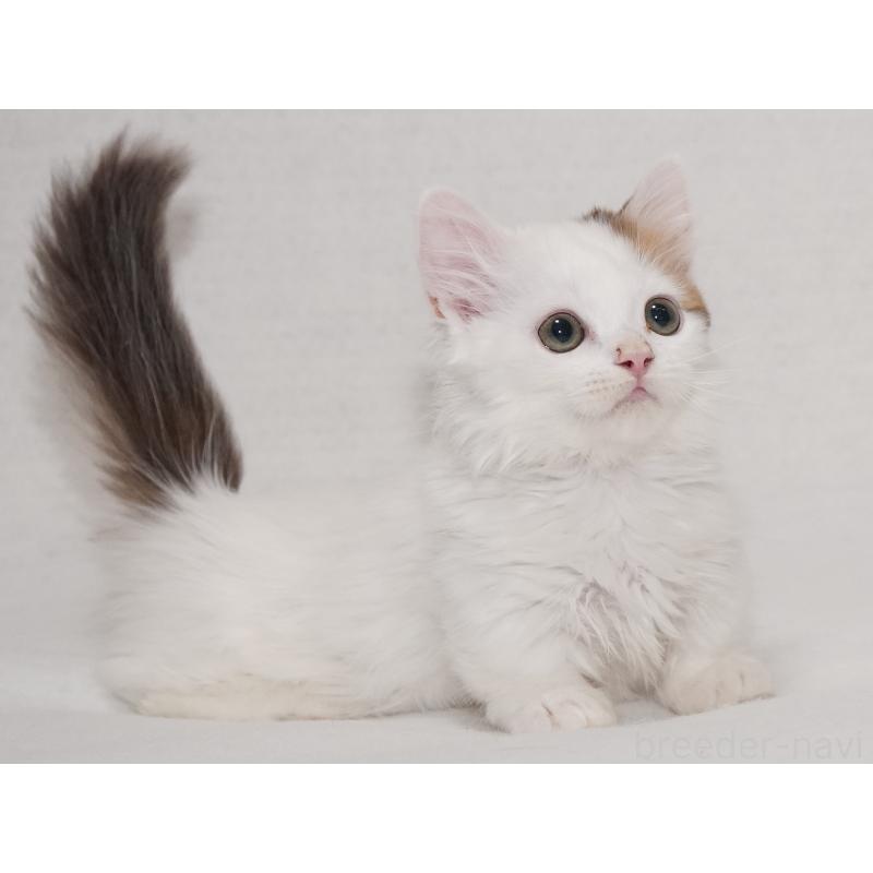 販売中の東京都のマンチカン(短足)-133723の35枚目