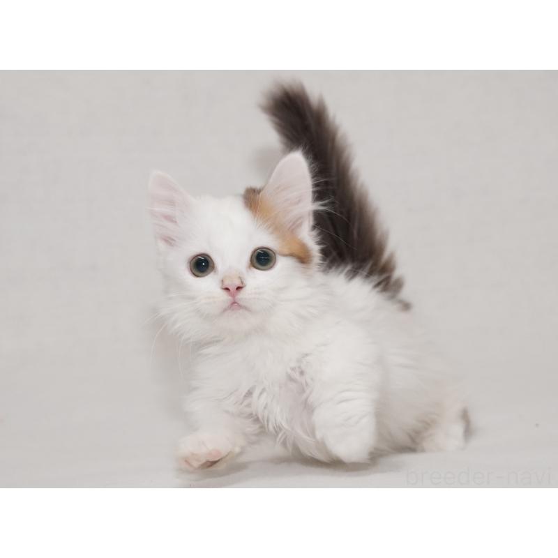 販売中の東京都のマンチカン(短足)-133723の33枚目