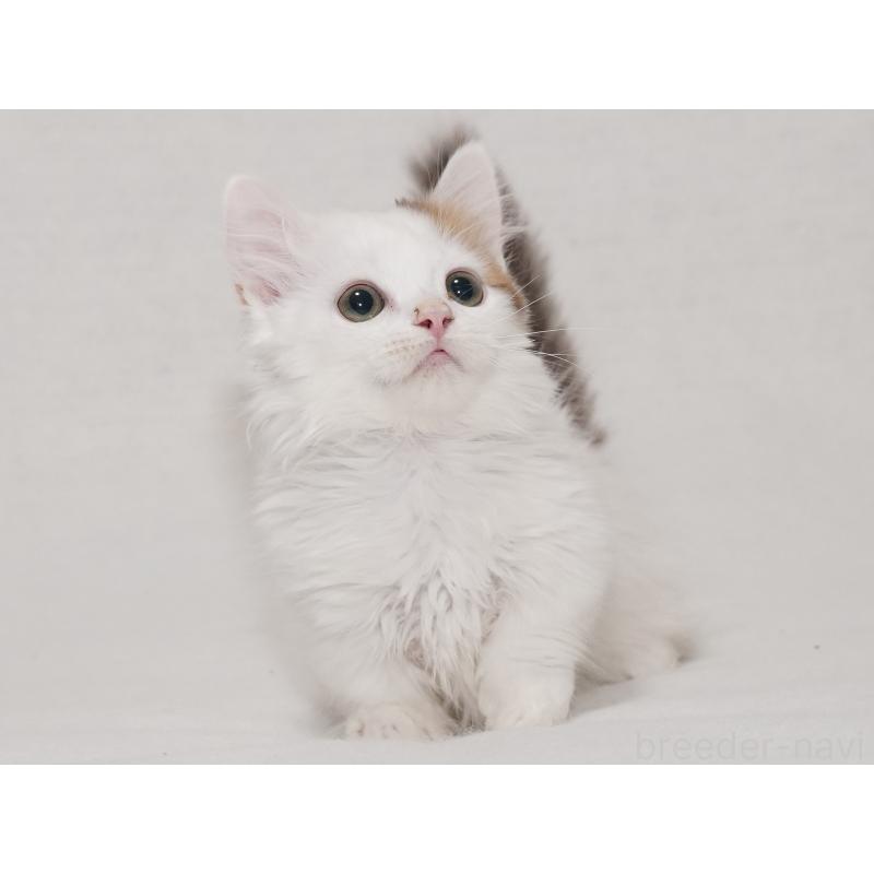 販売中の東京都のマンチカン(短足)-133723の32枚目