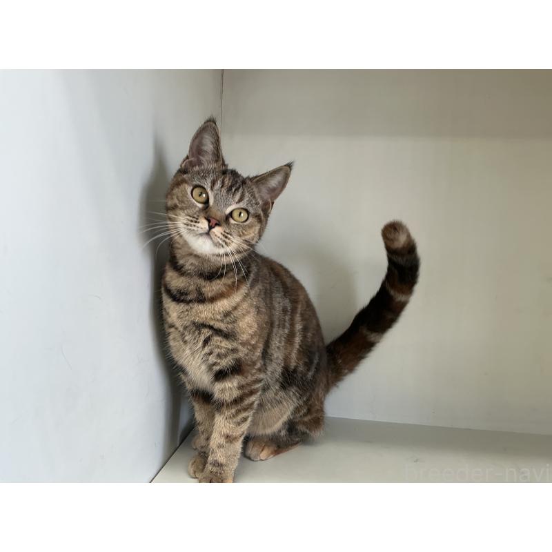 成約済の山形県のスコティッシュフォールド-127388の6枚目