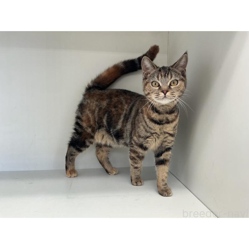 成約済の山形県のスコティッシュフォールド-127388の5枚目