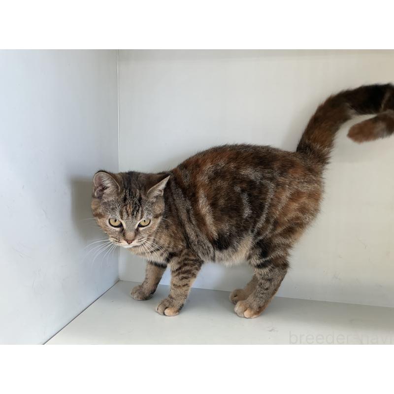 成約済の山形県のスコティッシュフォールド-127388の4枚目