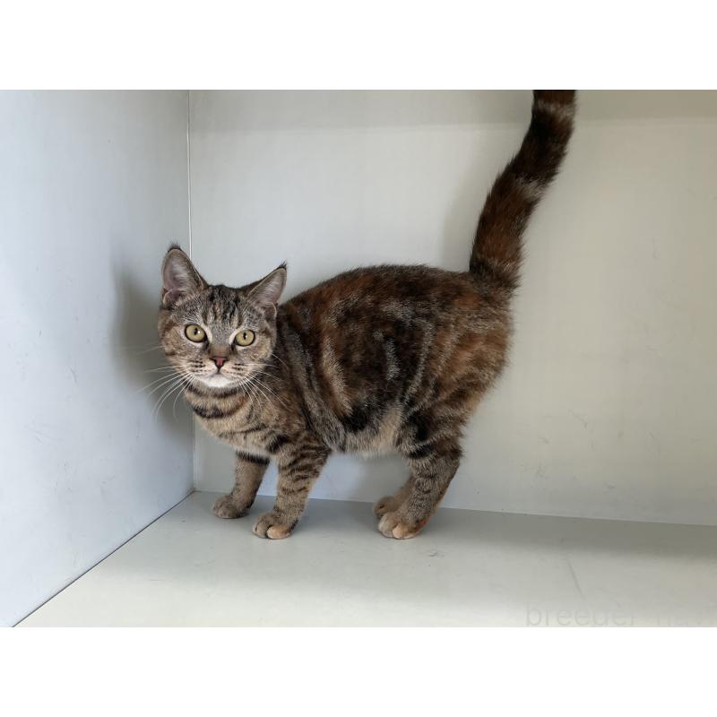 成約済の山形県のスコティッシュフォールド-127388の3枚目