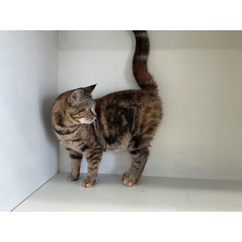 成約済の山形県のスコティッシュフォールド-127388の2枚目