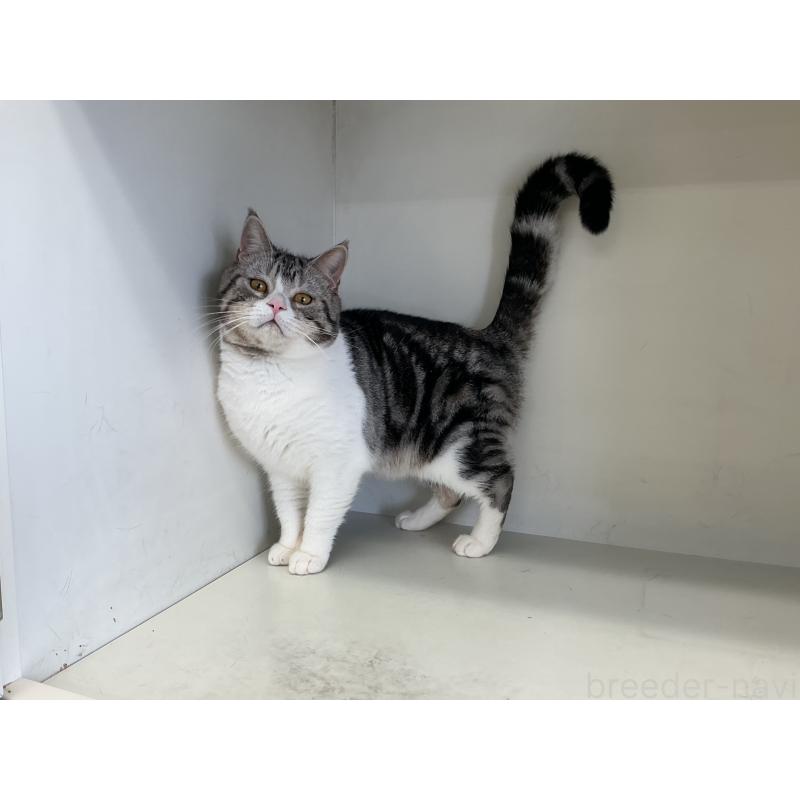 販売中の山形県のスコティッシュフォールド-109212の5枚目