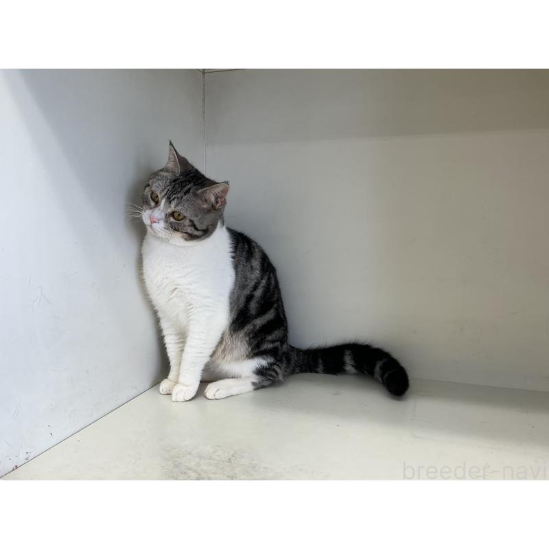 販売中の山形県のスコティッシュフォールド-109212の4枚目