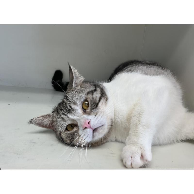 販売中の山形県のスコティッシュフォールド-109212の3枚目