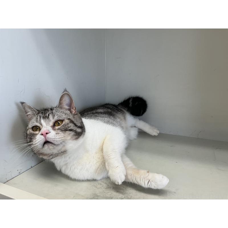 販売中の山形県のスコティッシュフォールド-109212の2枚目