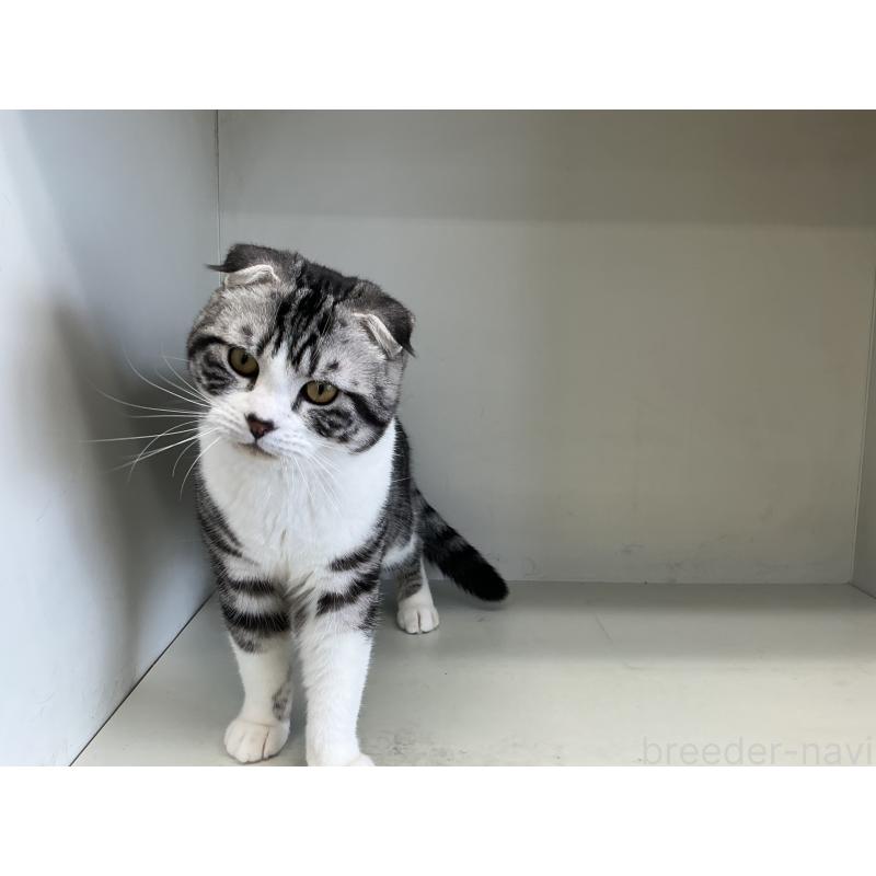 販売中の山形県のスコティッシュフォールド(折れ耳)-118603の6枚目