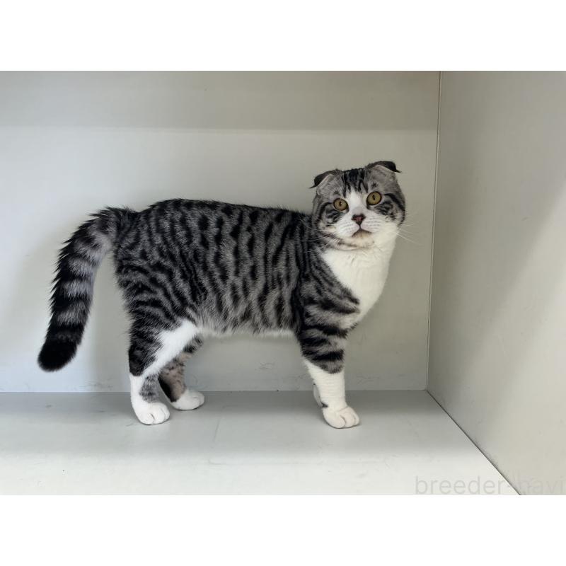 販売中の山形県のスコティッシュフォールド(折れ耳)-118603の5枚目