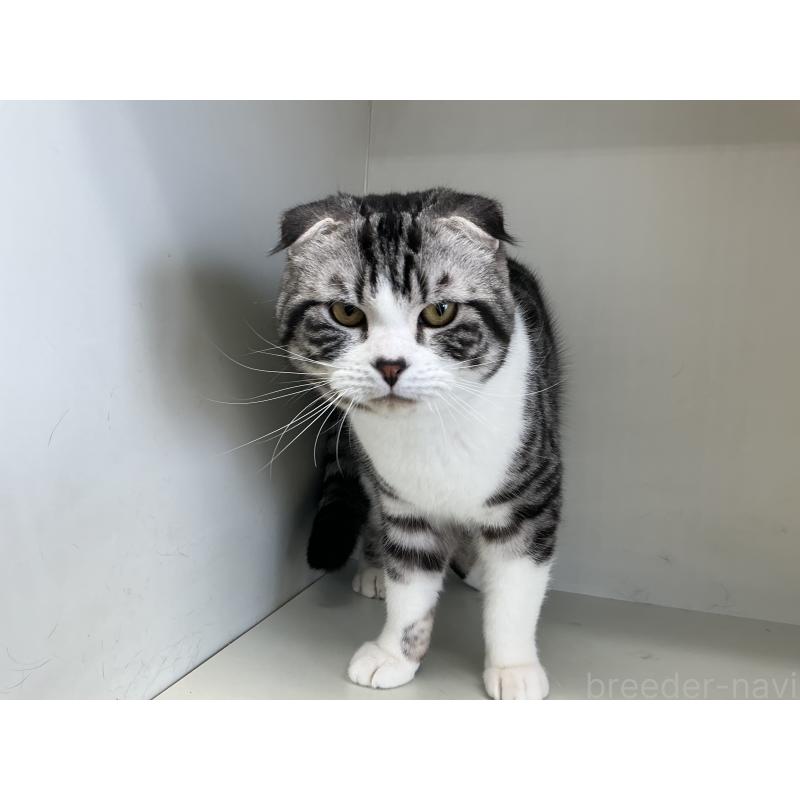 販売中の山形県のスコティッシュフォールド(折れ耳)-118603の4枚目