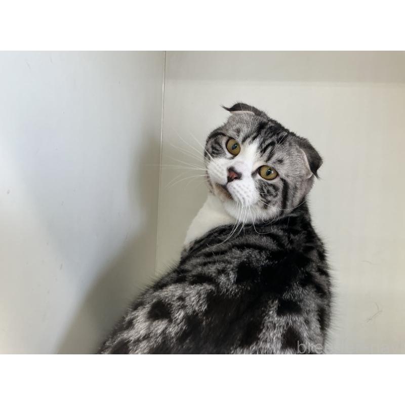 販売中の山形県のスコティッシュフォールド(折れ耳)-118603の3枚目