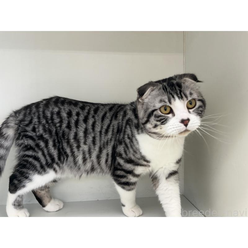 販売中の山形県のスコティッシュフォールド(折れ耳)-118603の2枚目