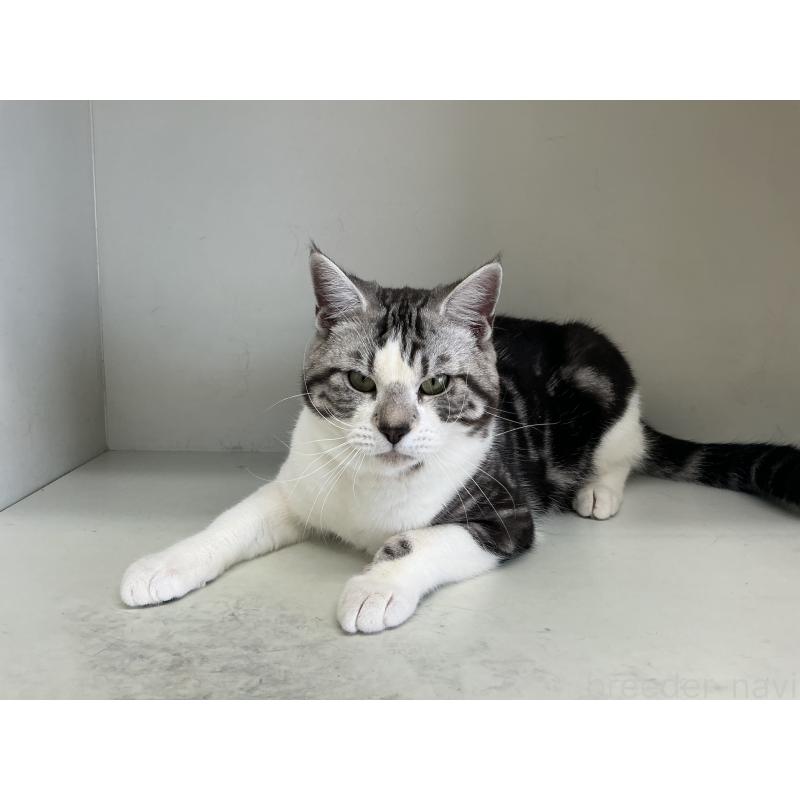 販売中の山形県のスコティッシュフォールド-118604の6枚目