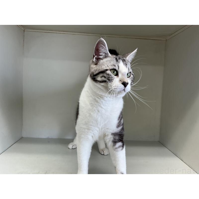 販売中の山形県のスコティッシュフォールド-118604の4枚目